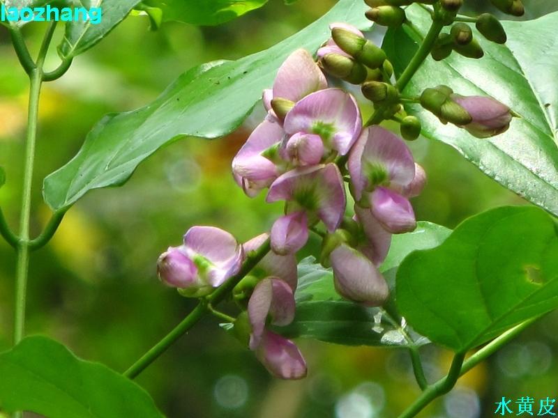 skeels),芸香科黄皮属乔木植物,小叶呈卵形或卵状椭圆形,两侧不对称