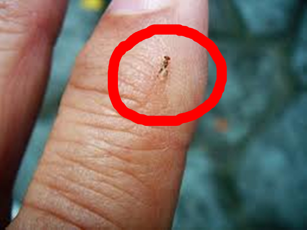 广义上讲,凡是在榕果子房中生长发育的寄生性<a target="