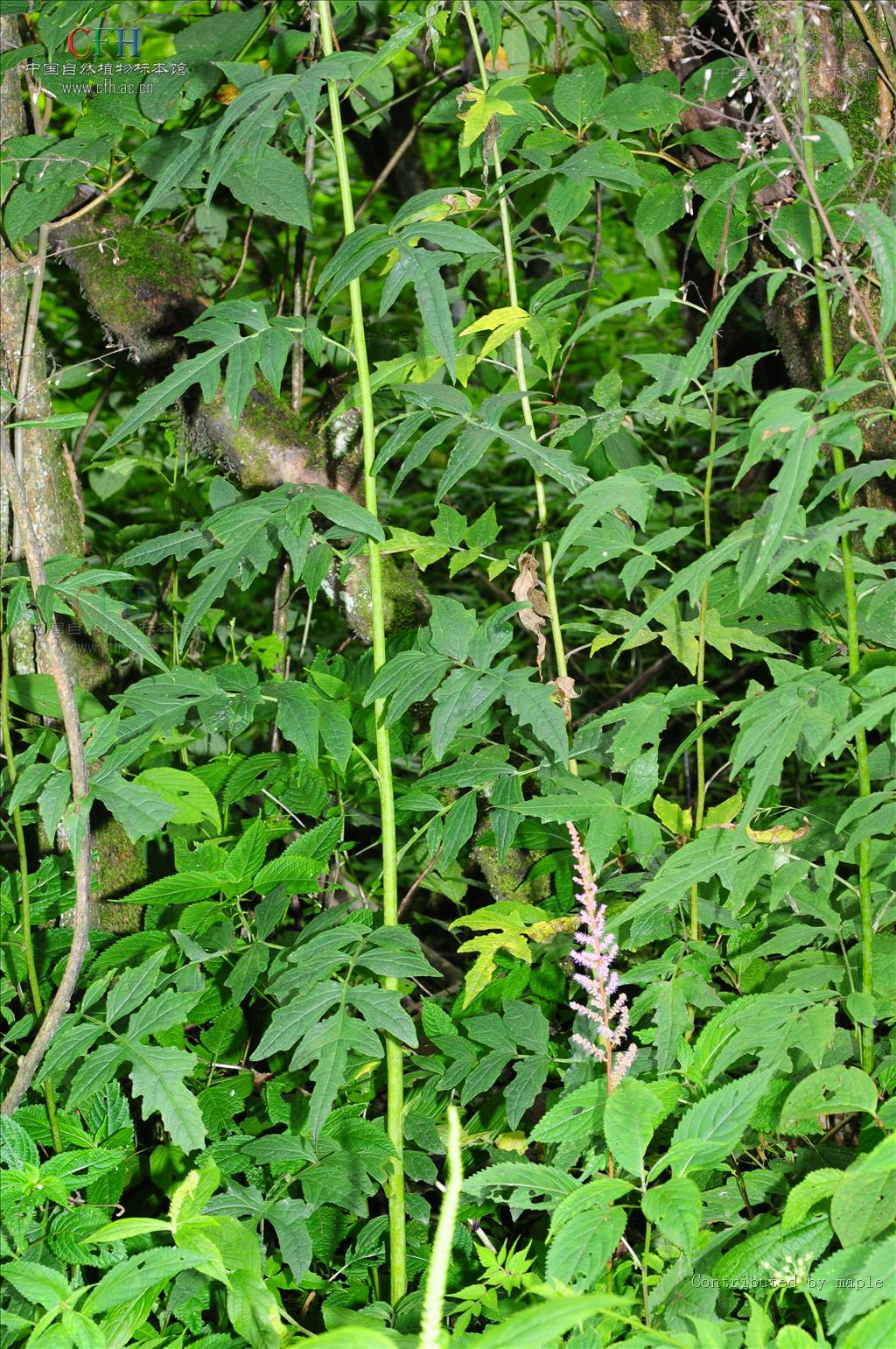 henryi  /i>(dunn)shih)是菊科紫菊属植物,中下部茎叶羽状深裂或几全