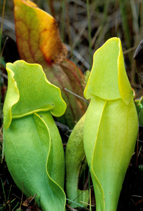  p>紫瓶子草(学名:sarracenia purpurea)是 a href="#">多年生草本 /a