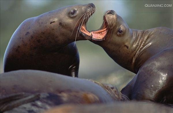  i>eumetopias jubatus  /i>),是海狮科,北海狮属动物