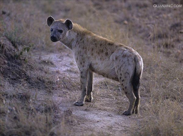  p>斑鬣狗(学名: i>crocuta crocuta /i>):又名斑点鬣狗,体长约95-160