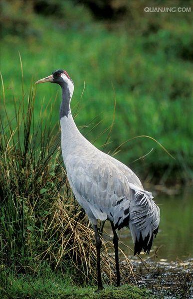  p>灰鹤(学名:grus grus)是大型 a href="#" data-lemmaid="26822">