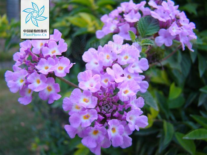  p>蔓马缨丹是一种灌木;枝下垂,被柔毛,长0.7～1米.叶卵形,长约2.