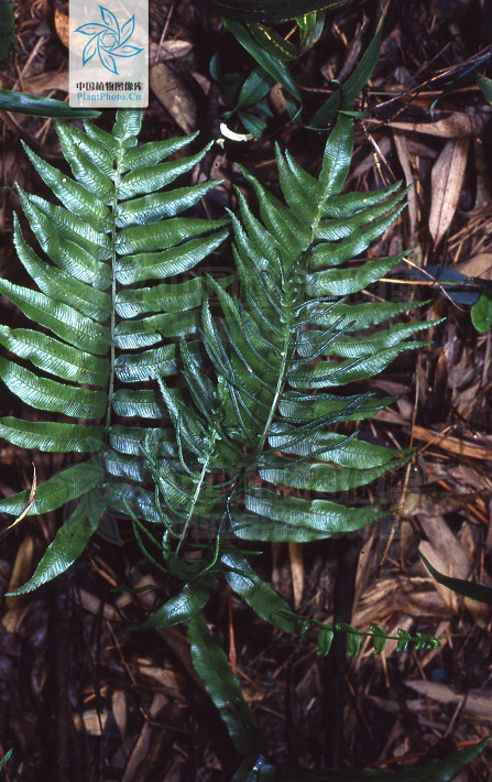  p data-id="gnayvi4ui3">华东瘤足蕨(学名:pl