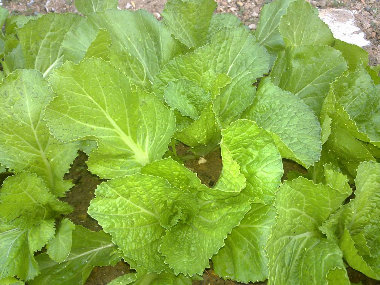  p>芥菜(学名: i>brassica juncea /i>   (l.) czern. et coss.