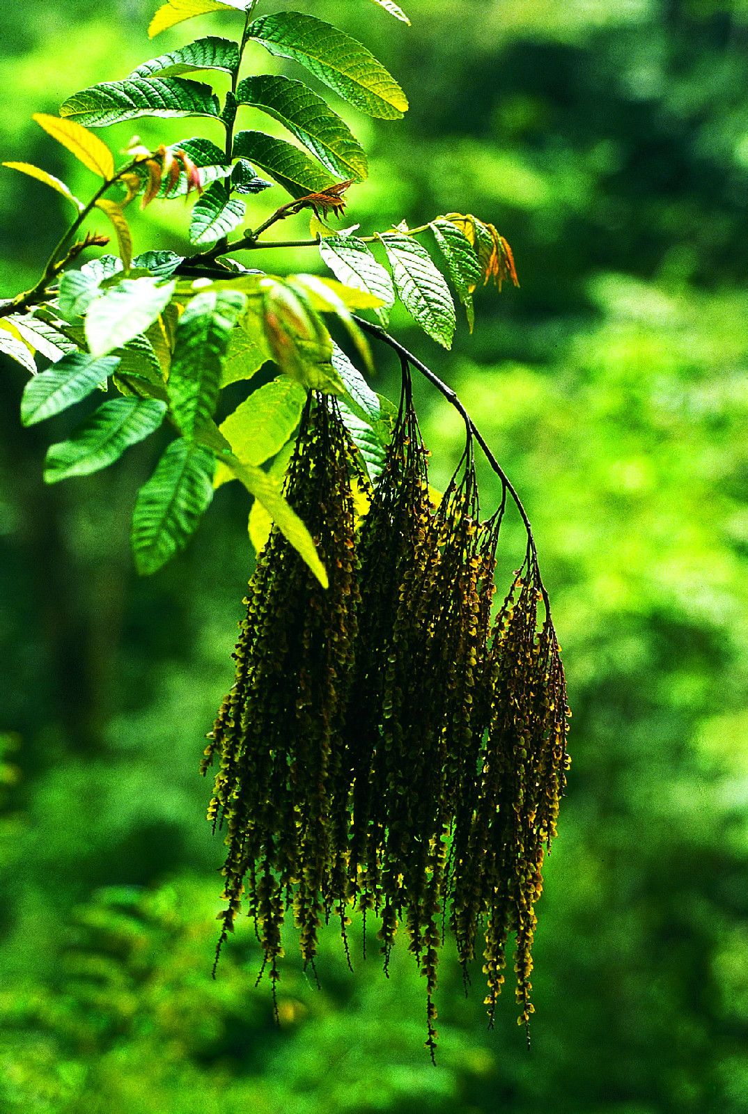  p>马尾树科(学名:rhoipteleaceae ):是 a href="#" data-lemmaid="