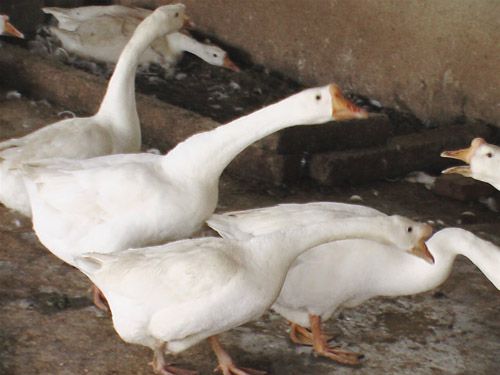  p>豁眼鹅又称五龙鹅,疤拉眼鹅和豁鹅,为白色中国鹅的小型品 a target