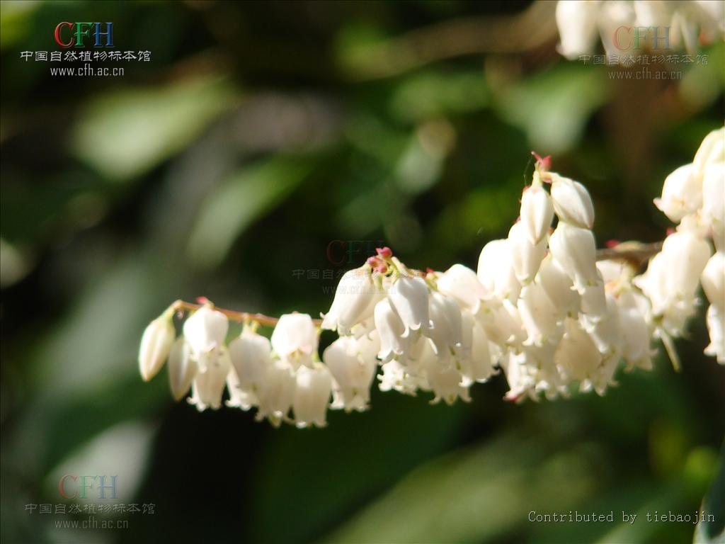 南烛的花语是什么(满天星的花语是什么)