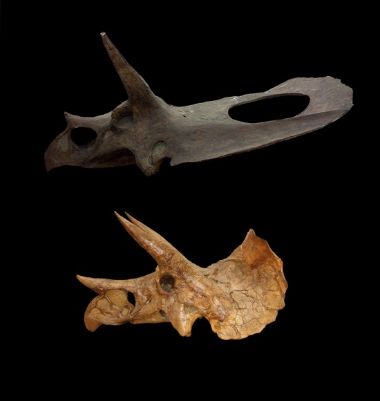  p>牛角龙是生活在 a href="#" data-lemmaid="383549">白垩纪 /a>