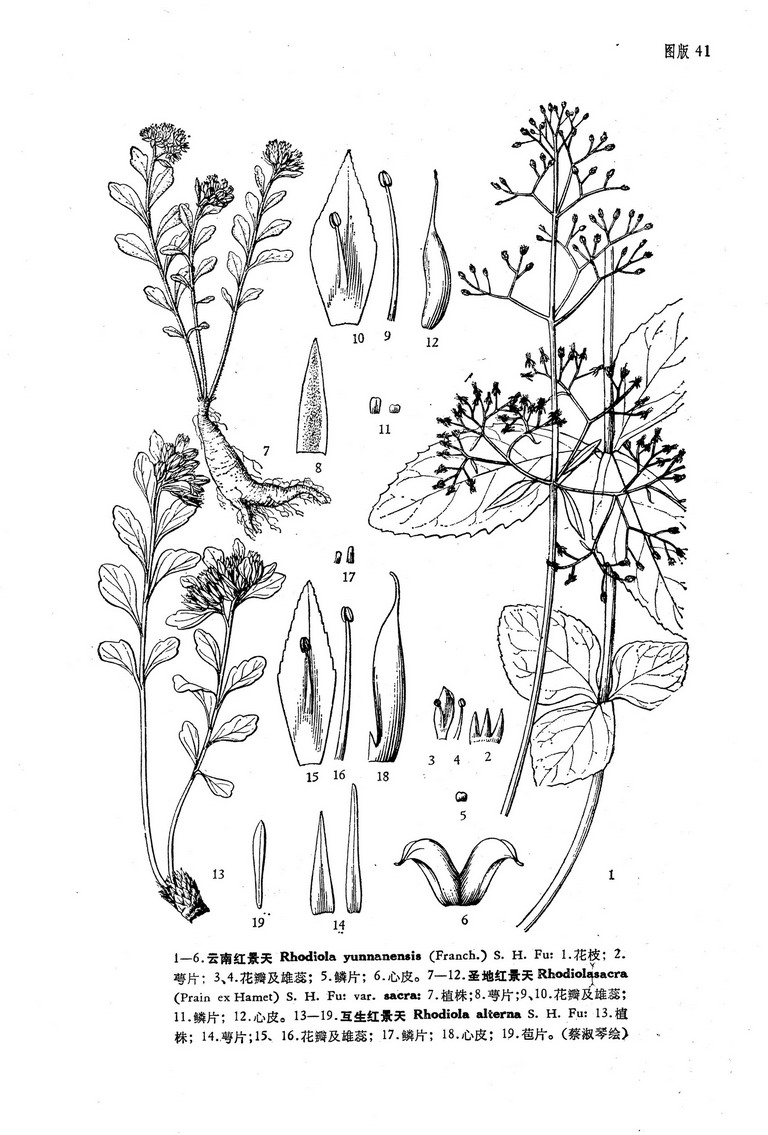  p> b>短柄红景天 /b>(学名: i>rhodiola atuntsuensis /i> (praeg.