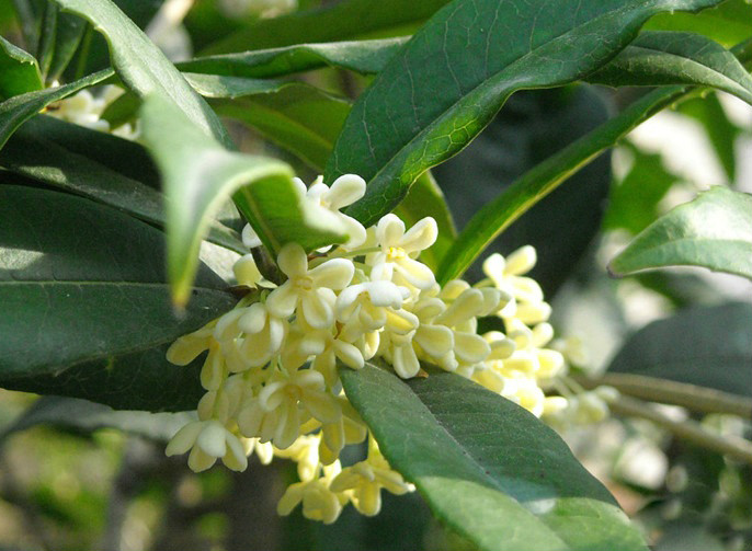 是四川原有的古老 a href="#" data-lemmaid="157211">桂花 /a>品 