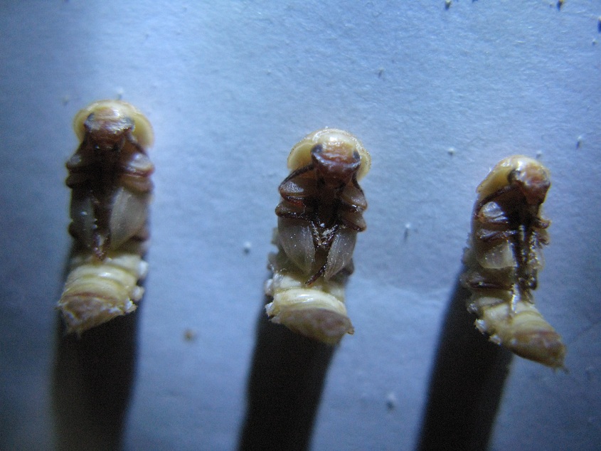  p>黄粉虫俗名面包虫,为鞘翅目拟步行科粉甲属的昆虫.