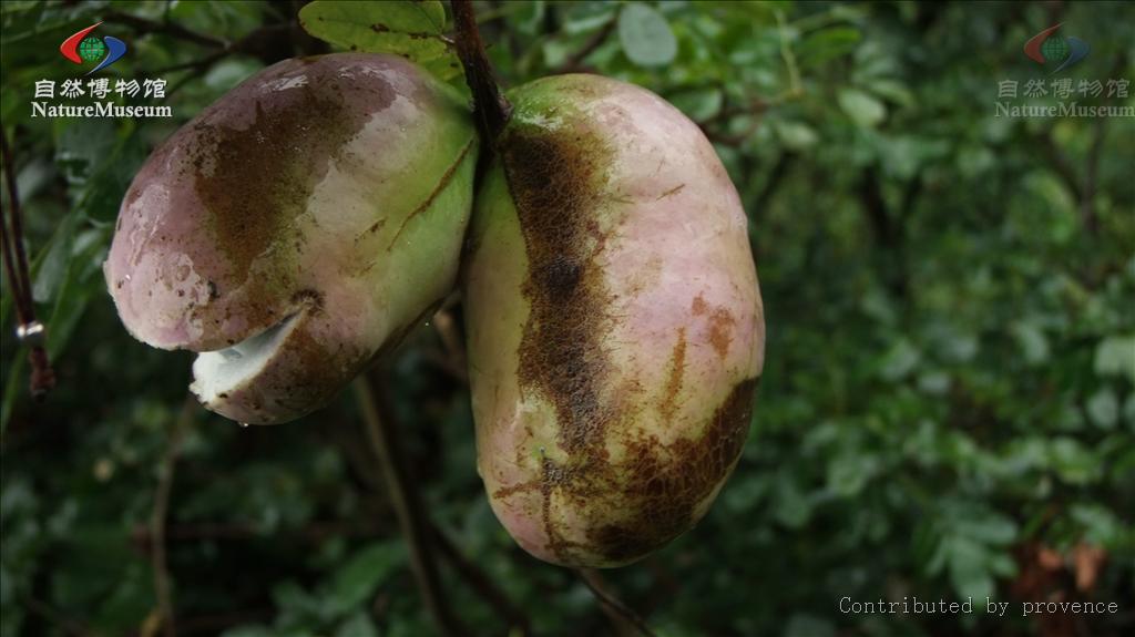 p>木通科是双子叶植物纲原始花被亚纲的1科.