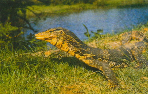  p>裸耳龙蜥,鬣蜥科龙蜥属物种,背脊两侧大鳞略呈纵行排列,鼻鳞与吻鳞