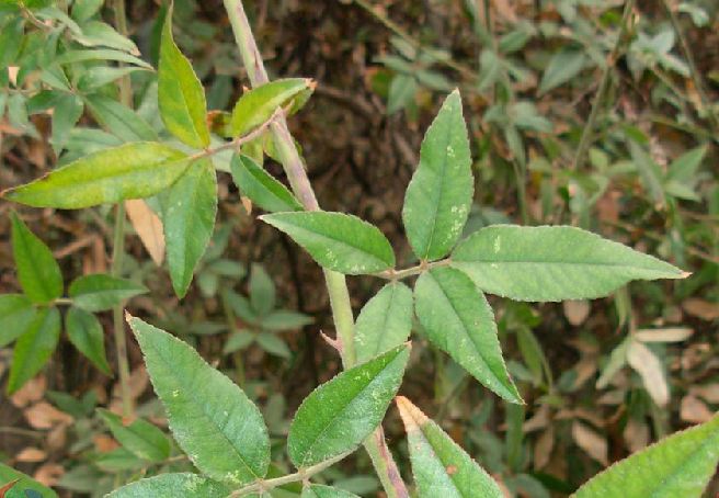  p>毛叶山木香(学名: rosa cymosa tratt. var. puberula t. t.