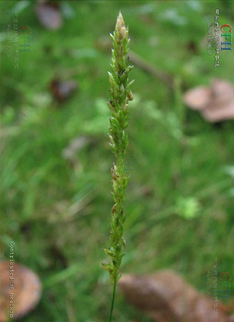 蜈蚣草(原变型)