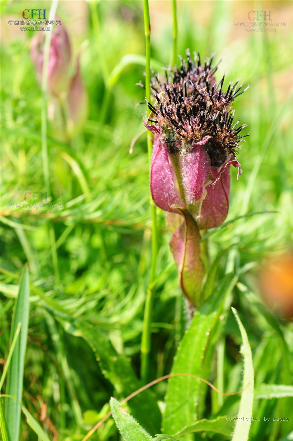  p>紫苞雪莲(学名:saussurea iodostegia hance)为 a href="#" data