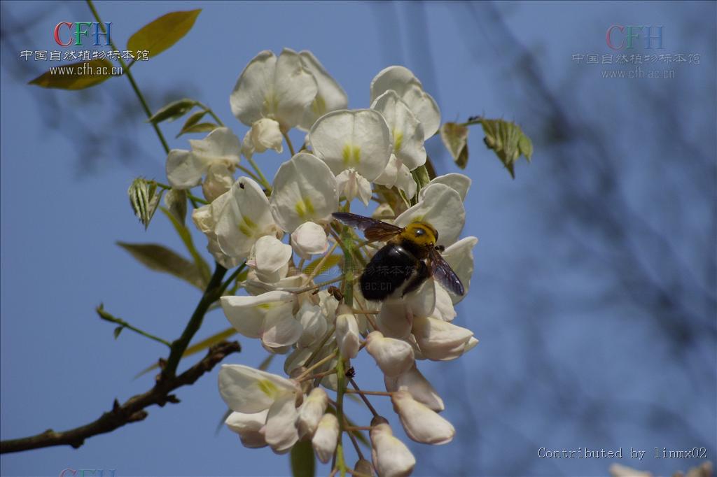 白花紫藤(变型)