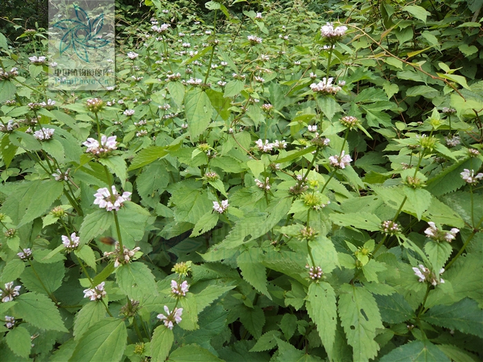  p>大叶糙苏(学名: i>phlomis maximowiczii /i> regel)是唇形科糙苏