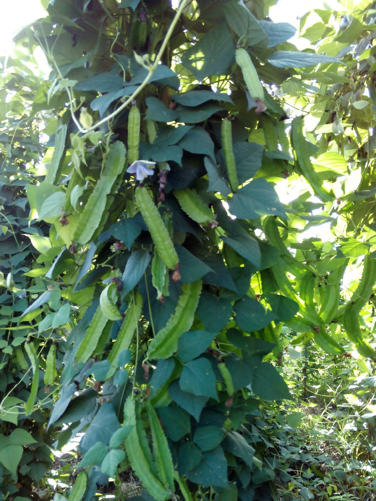  p>四棱豆(学名: i>psophocarpus tetragonolobus /i> (linn.) dc.