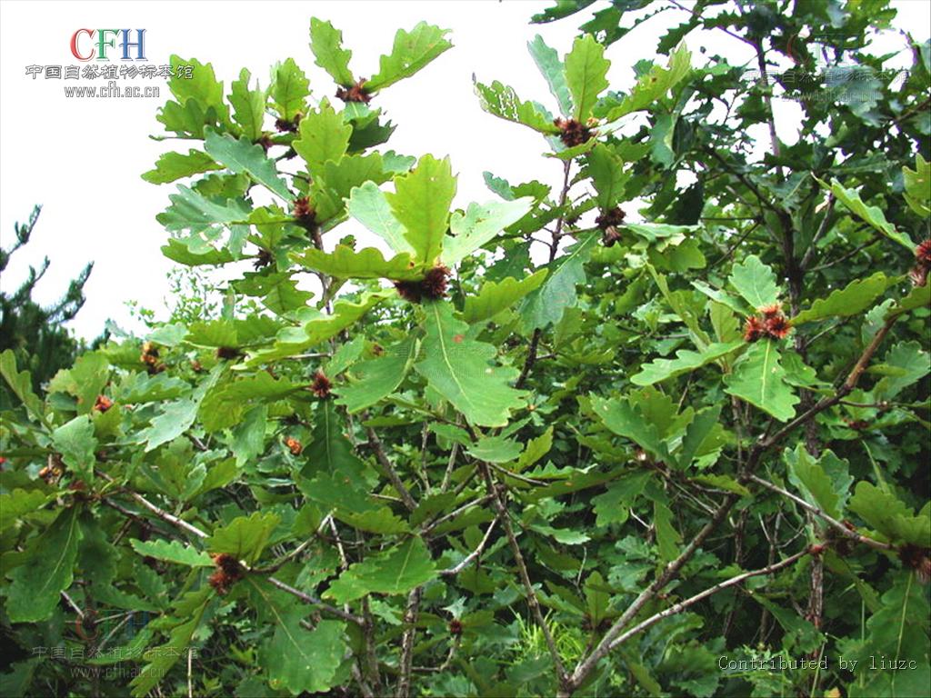  p>槲树(学名:quercus dentata thunb.