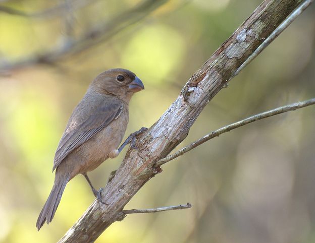  p>白腹食籽雀属小型 a href="#" data-lemmaid="2173587">鸣禽 /a>.