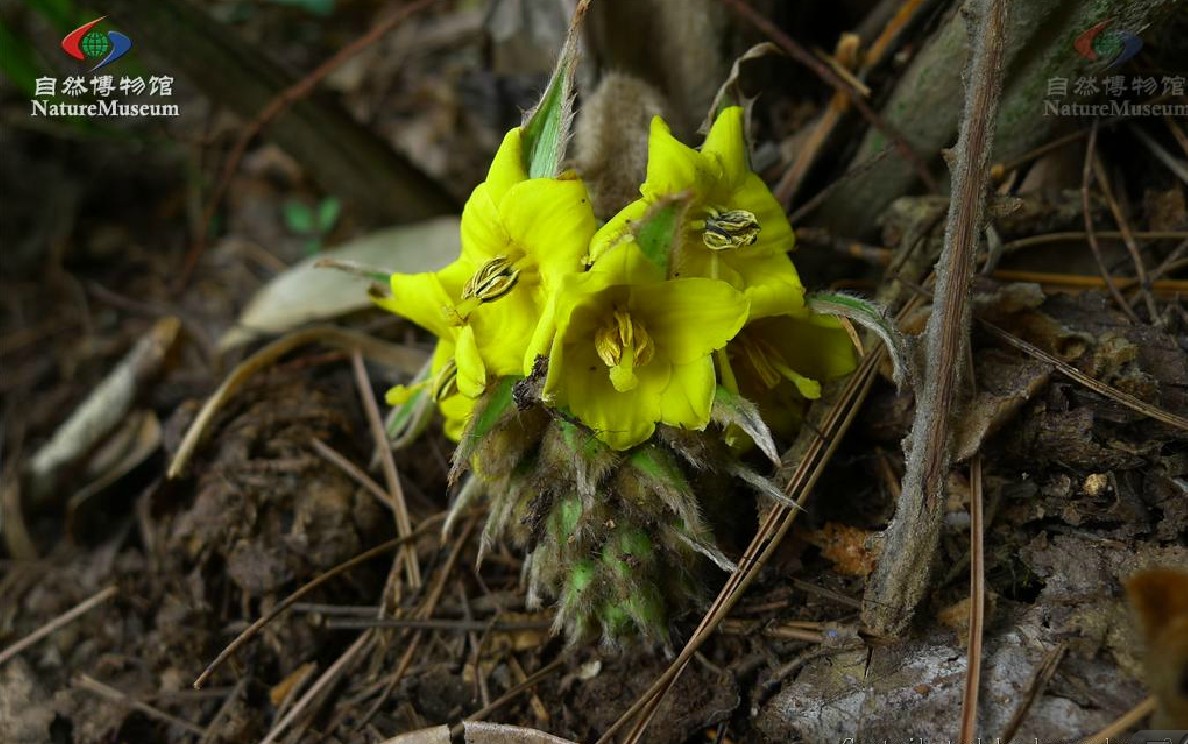  p>中华仙茅(学名:curculigo sinensis)是 a href="#" data-lemmaid="
