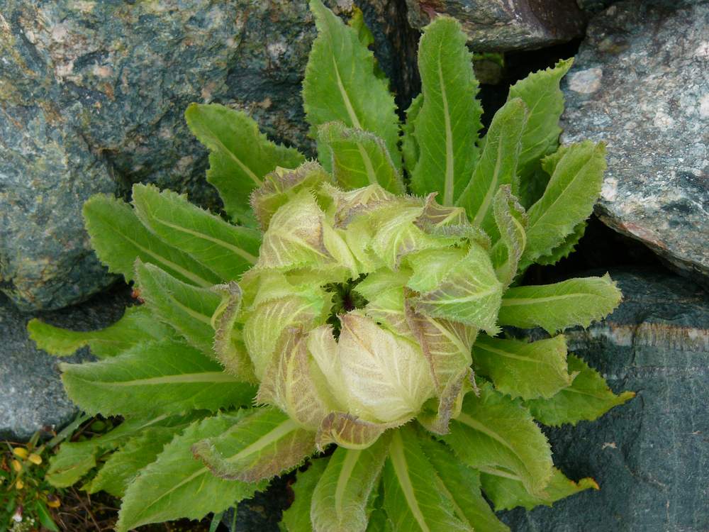  p data-id="gnwhvctat6">天山雪莲是传统珍稀名贵的滋补药材,具有除