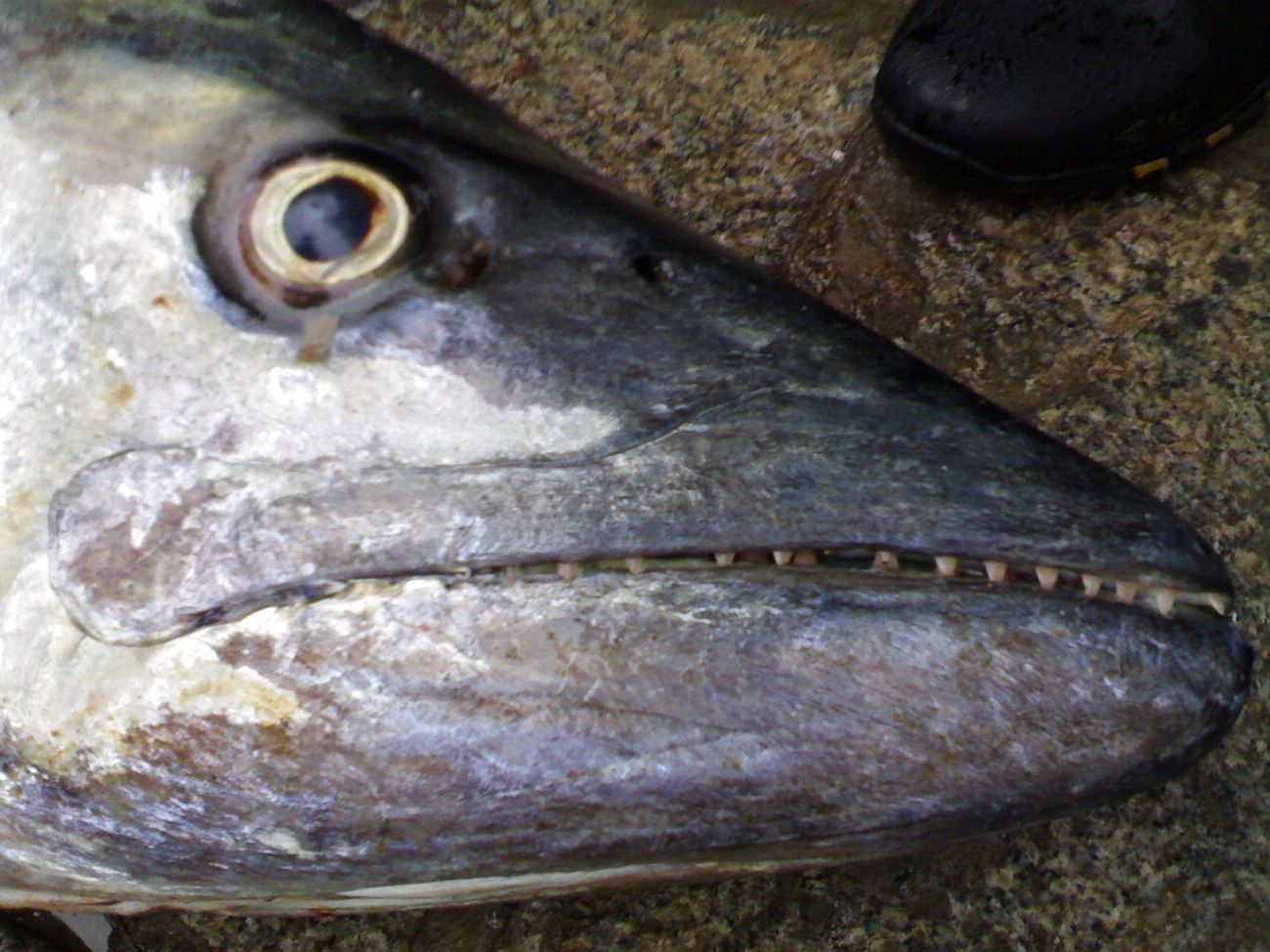  p>中华马鲛, a href="#" data-lemmaid="8074290">学名 /a>: i>