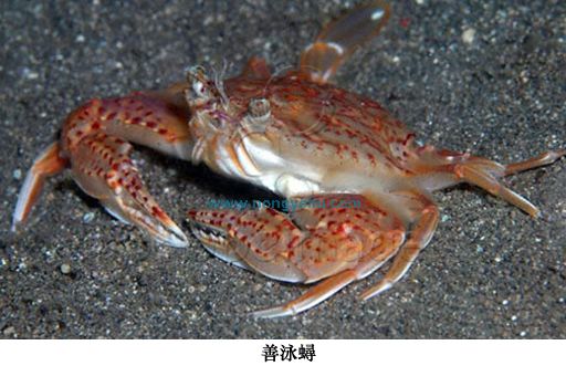  p> b>善泳蟳 /b>( a target="_blank" href