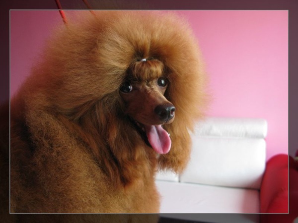  p>贵宾犬(poodle),也称"贵妇犬",又称"卷毛狗",在德语中,pudel是"