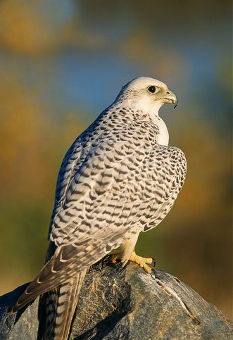  p>矛隼(学名: i>falco rusticolus /i>):是隼科的一种,体长60厘米