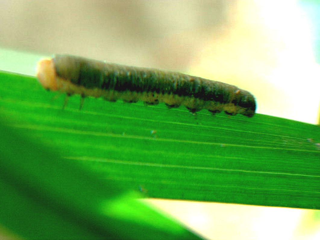  p>柳厚壁叶蜂pontania bridgmannii cameron又名柳瘿叶蜂.