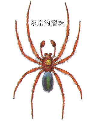  p>昆虫名,为蛛形目,皿蛛科.分布于四川等.寄主危害作物有水稻等. /p>