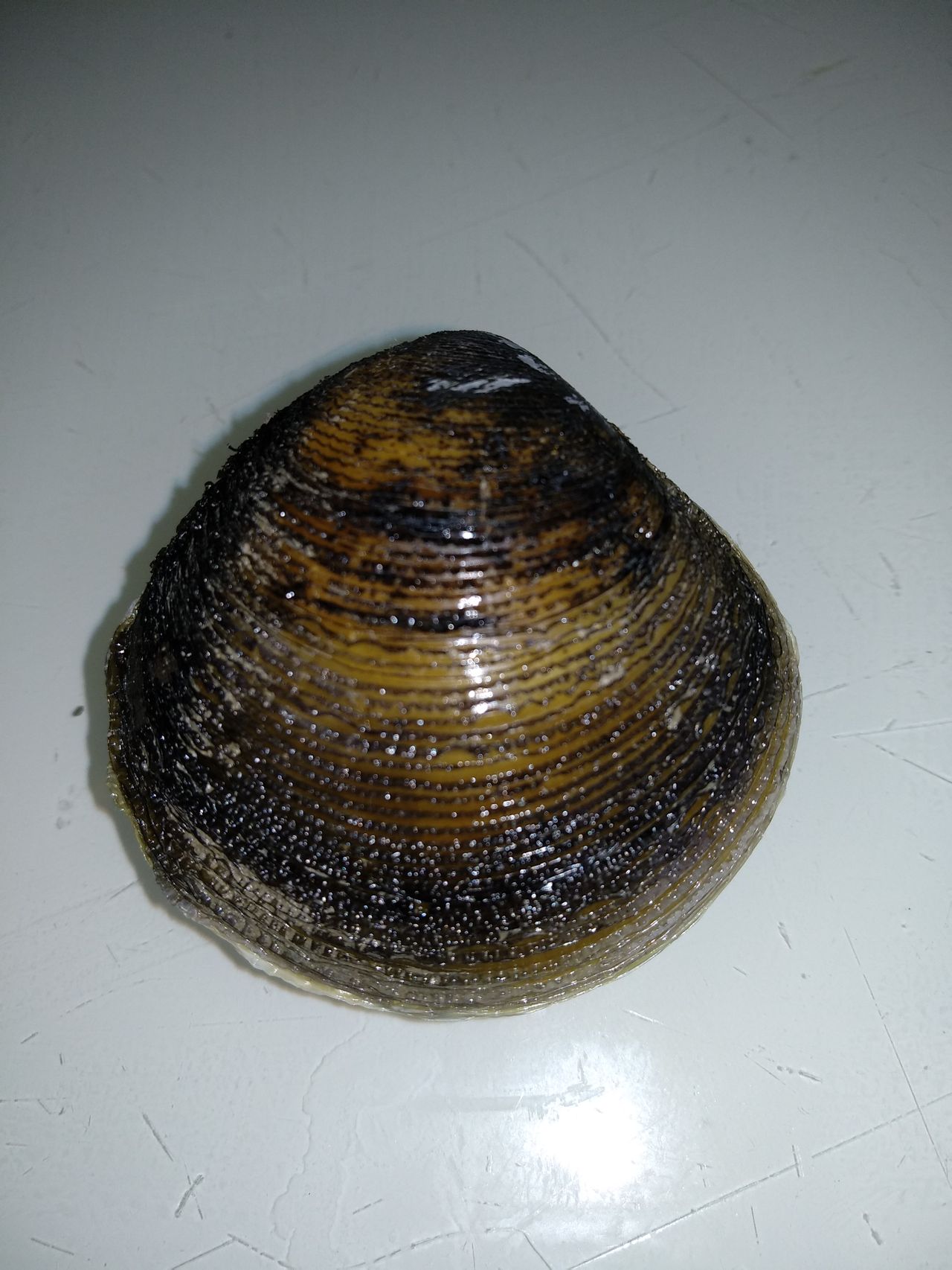  p>贝壳卵圆形,壳质厚,壳面底黄灰色,有均匀的黑色螺旋细肋. /p>