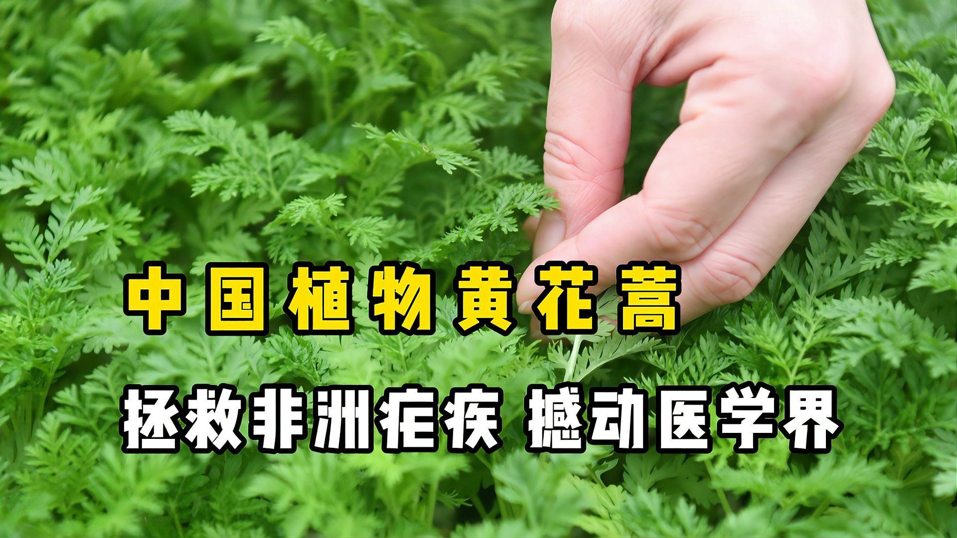 黄花蒿 菊科蒿属植物 百度百科