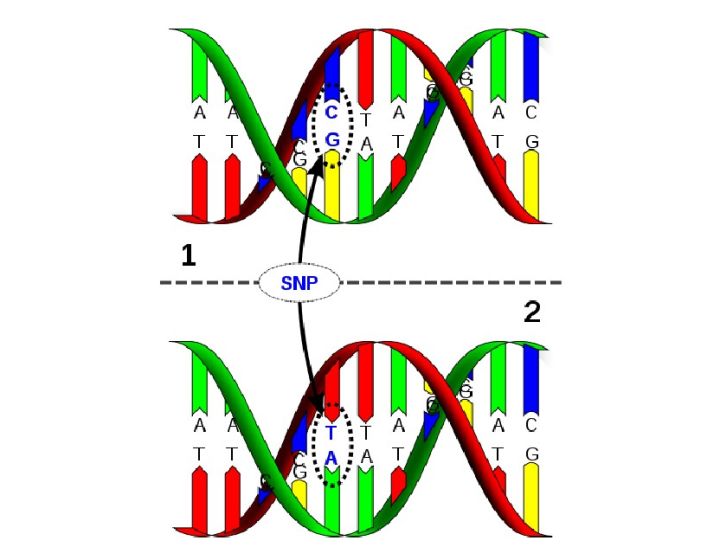  p>核苷酸序列,就是指 a target="_blank" href="/item/dna/98123"
