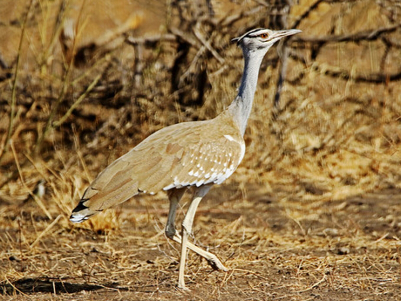  p>鸨科(学名:otididae)是鸨形目,鸨科的中型至大型的陆栖鸟类,最大者