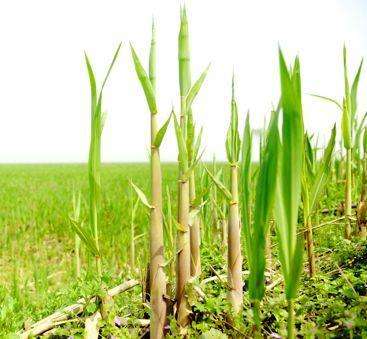 芦苇笋
