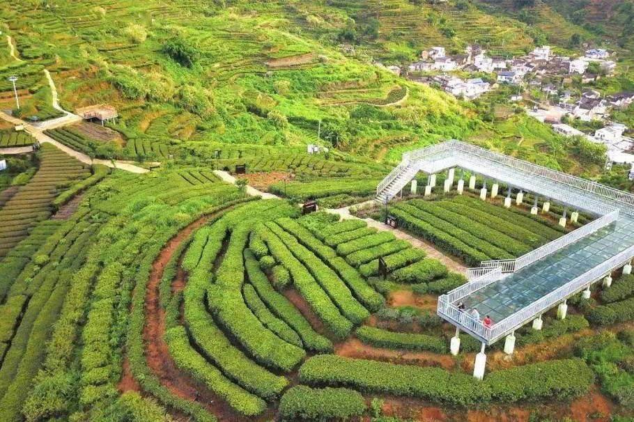 星子生态产业茶文化园
