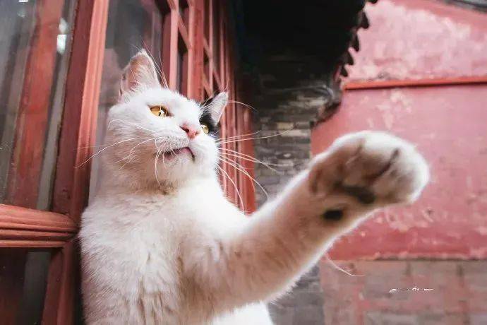 故宫猫