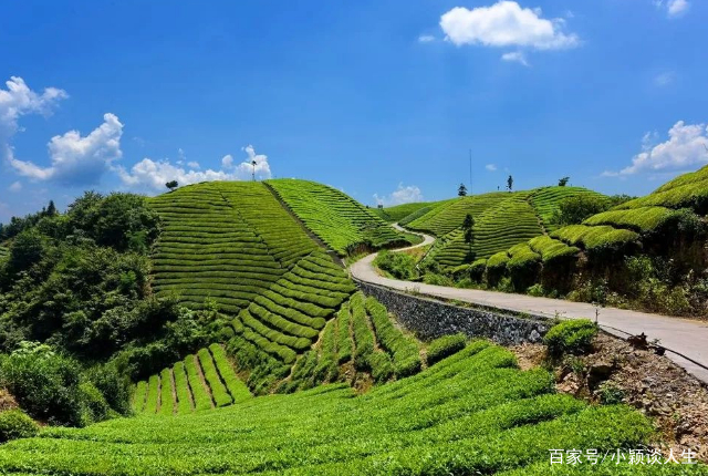 中国是世界上最早种植和饮用茶叶，并将其发扬光大的国家_百科TA说