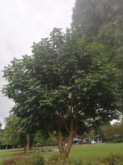 刺桐（豆科刺桐属植物）_百度百科