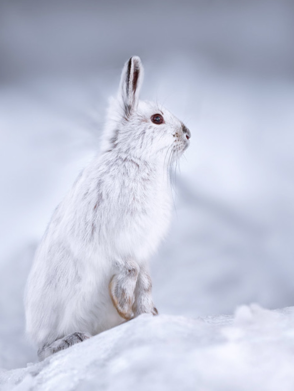  p>白靴兔(学名: i>lepus americanus /i>):是哺乳纲,兔科,兔属的动物
