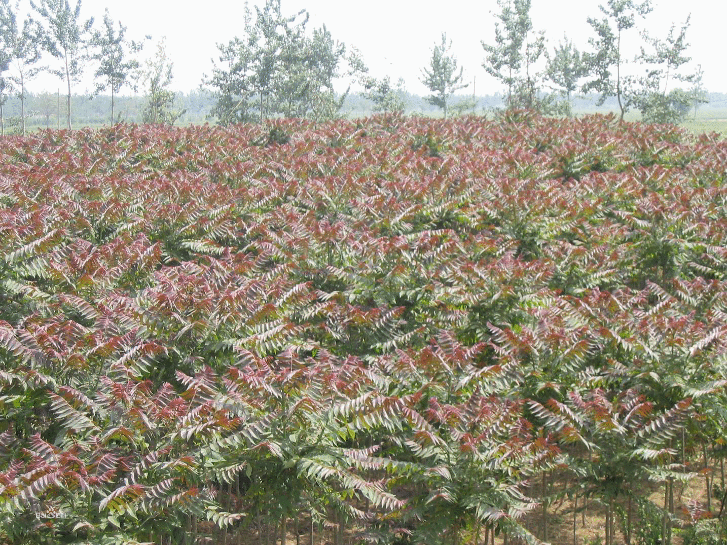  p>红叶椿(学名: i>ailanthus altissima 'hongye' 