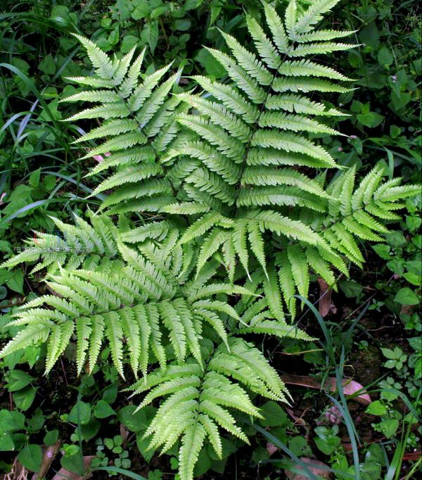 欧洲凤尾蕨(原变种)