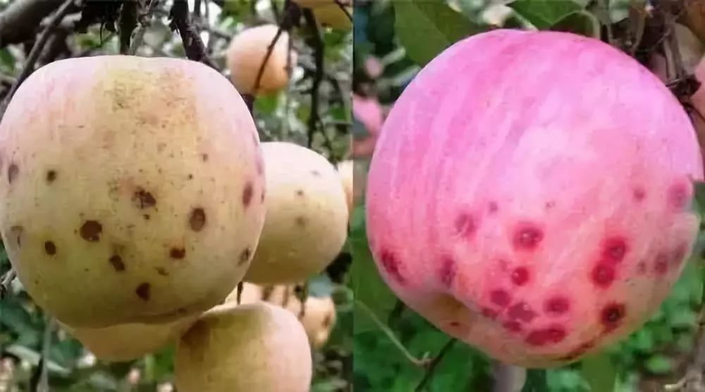 苹果黑点病