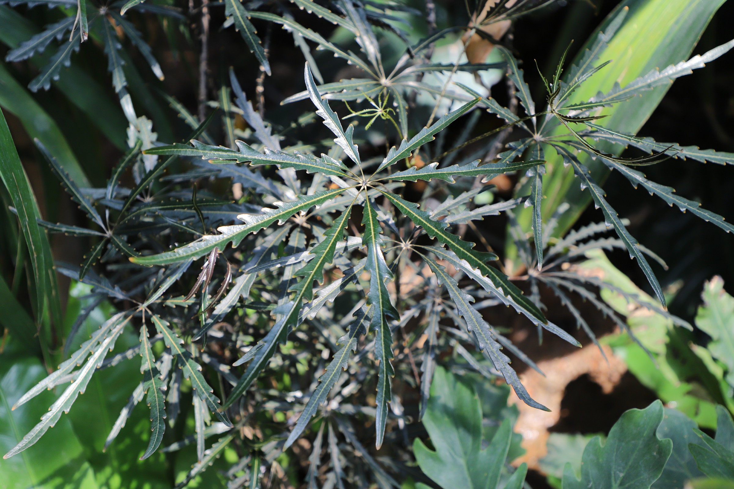  p data-id="gnbuyqj9h8">孔雀木( i>scheffler