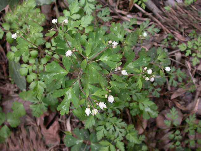  p>天葵属(学名: i>semiaquilegia /i> makino)是毛茛目,毛茛科下的一